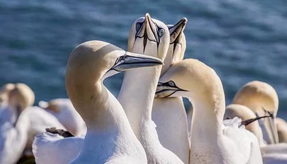 米切尔32分阿伦26+14 骑士力克黄蜂豪取七连胜