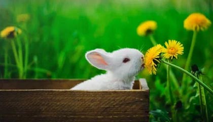 米切尔32分阿伦26+14 骑士力克黄蜂豪取七连胜